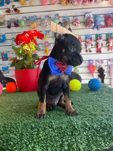 Filhote de Pinscher Super Herói
