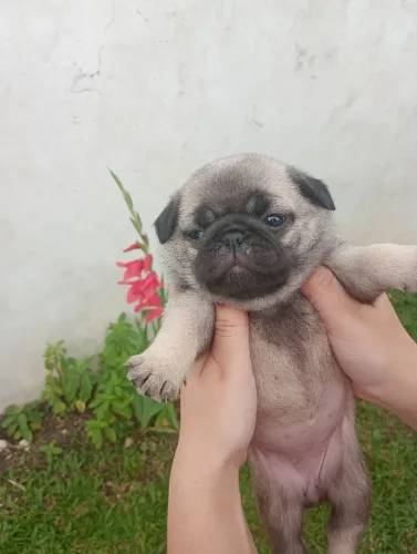 Filhotes de pug