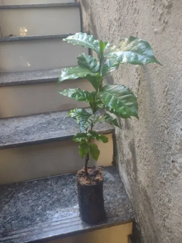 Muda de café