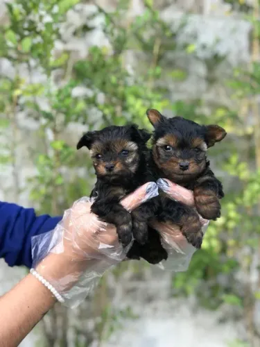 Yorkshire Terrier os mais saudaveis e legetimos pacotinhos de amor