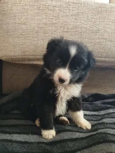 Filhote de Border Collie no coberto 