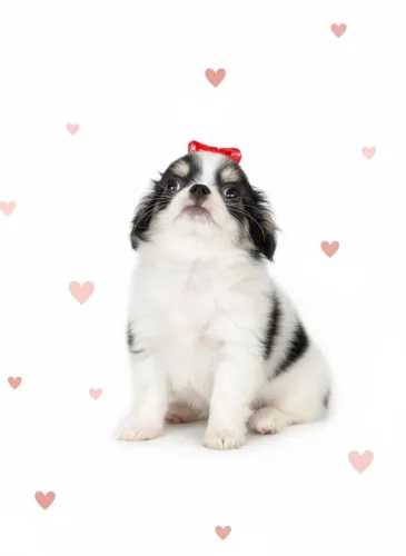 CHIHUAHUA Muito Estilo em um corpo tão pequeno