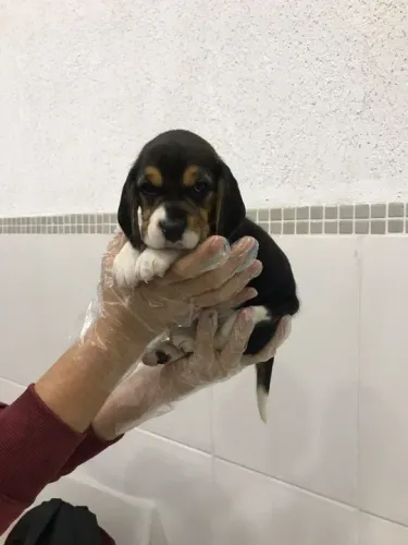 Beagle Entregamos em todo o Brasil, temos todas as raças.