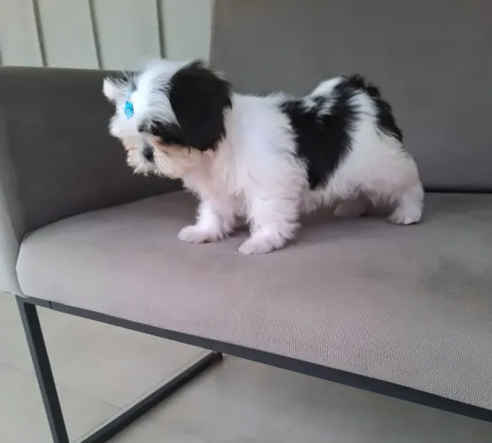 Shihtzu macho vacinado