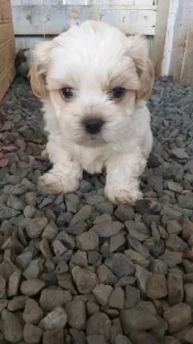 Shih Tzu machinho bicolor com 54 dias vacinado e disponível em loja garantias em contrato