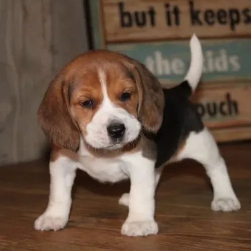 Beagle 45 Dias - Ativo, Amoroso e Pronto pra Nova Família!