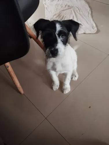 Doando cachorra 