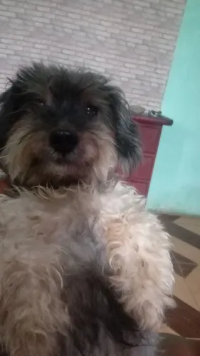 Vendo filhotes de poodle 