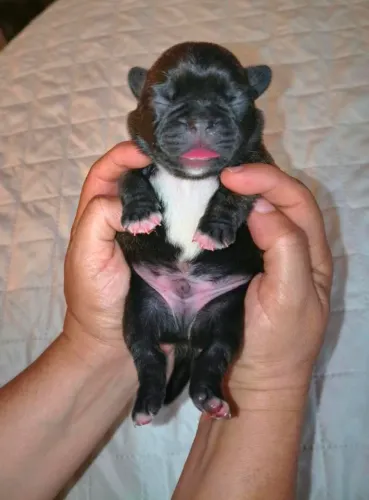 Buldogue francês 