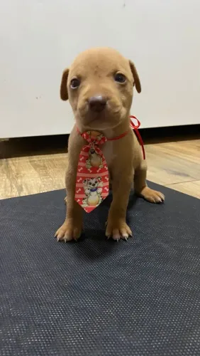 Venda de filhote de pitbull,todos vermifugado e com primeira vacina importada.