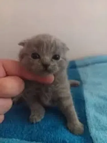 Scottish fold - filhotes lindos conferir