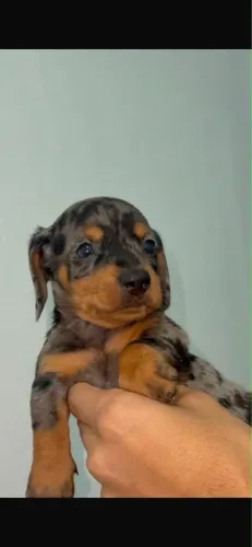 Basset kaninchen dachshund