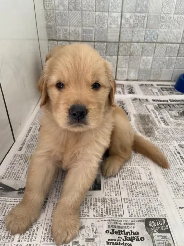 Golden retriever!! Muita disposição e muito amor para toda a família 