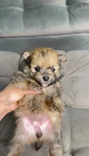 Lulu Pomerania fêmea