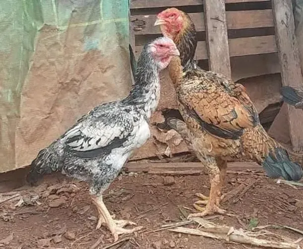 Indio gigante raçudas