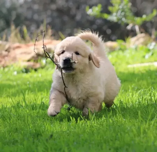 Golden Retriever - Amor, cuidado e garantia de saúde!