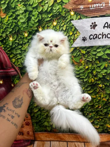 Gata persa branca