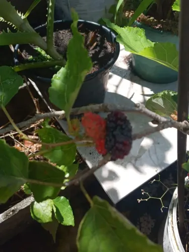 Mudade amora gigante com frutos
