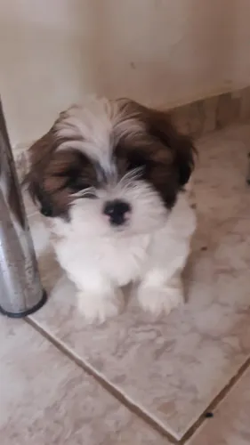 Vendo Filhote de shihtuz MACHO.