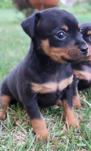Pinscher - Vacina V10 Importada: Prevenção que Faz a Diferença