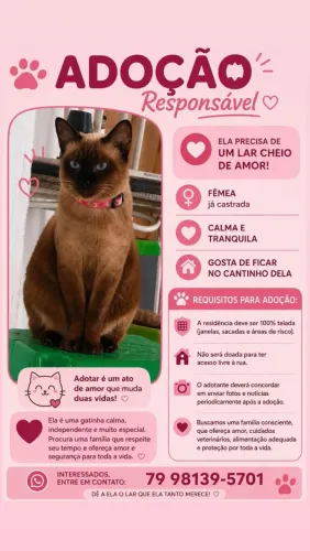 Gata para adoção 