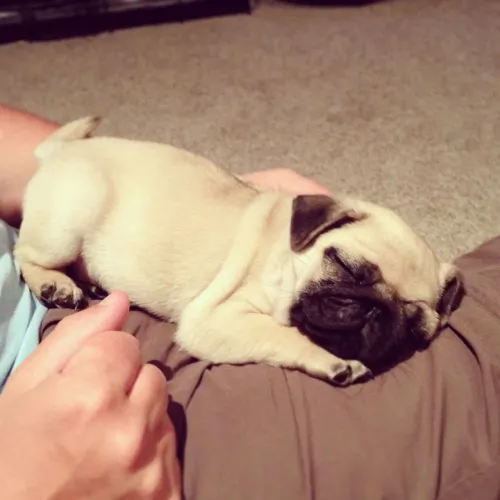 Pug Um filhote com perfil marcante