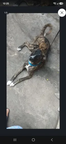 Cadela pra doar
