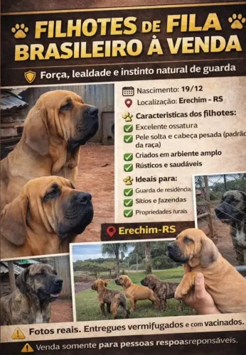 Filhotes de Fila Brasileiro- cão de guarda