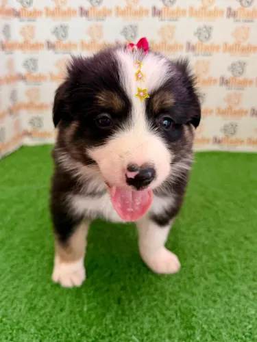 Border Collie Fêmea 