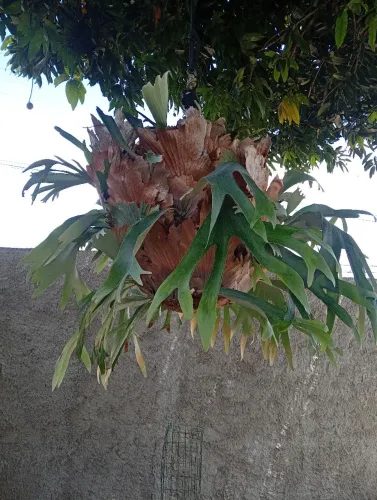 Plantas e jardim