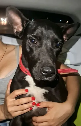 Doação responsável de cachorro