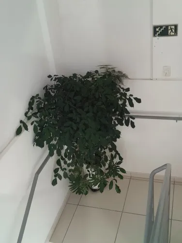 vaso de planta natural para decoração