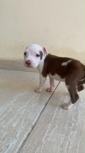 Filhote de Pitbull