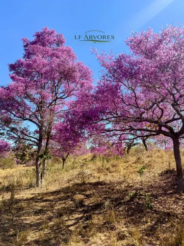 Árvores Nativas 