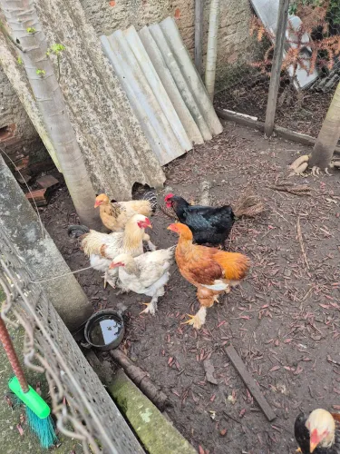 Galo/frango