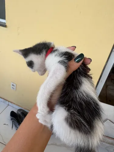 Animais de estimação 