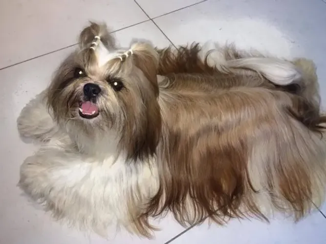 Cachorro