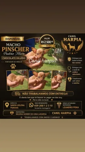 Lindezas disponível