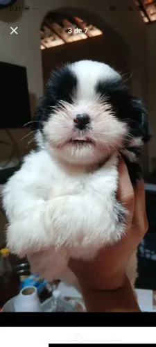 Poodle fêmea 