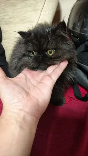 GATA PERSA FÊMEA FILHOTE