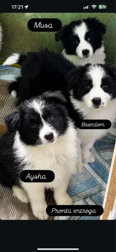 Filhotes de boder collie ótima linhagem !