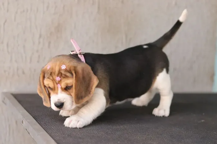 Beagle Energia para brincar e carinho para acompanhar seus dias