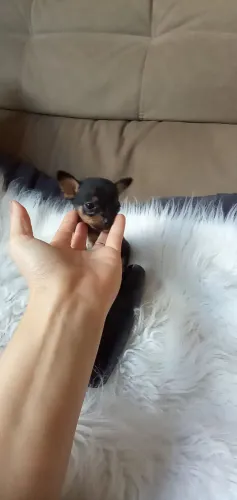 PINSCHER ZERO FÊMEA LINDA
