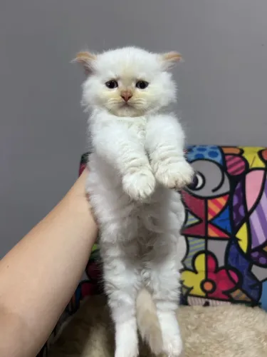 Gato Persa Puro