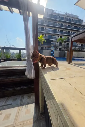Vendo cobertura do maravilhoso Rambo com pedigree top chame