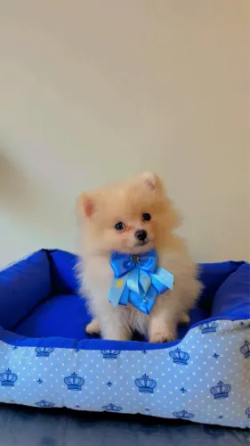 Lulu da Pomerania Anão