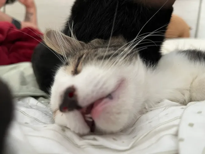 Gatinho filhote para adoção 