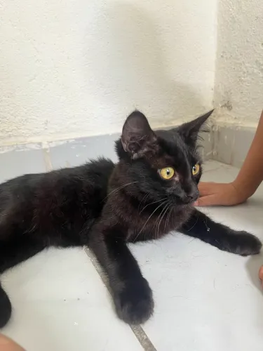 DOAÇÃO DE GATOS