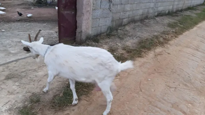 Cabra leiteira *