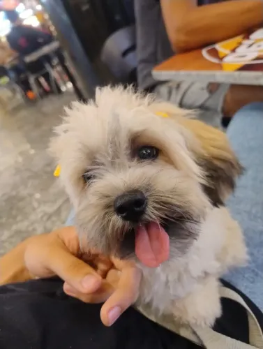 Cachorrinha Lhasa apso para vender ligeiro 